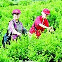 最新外汇开户赠金运动先容