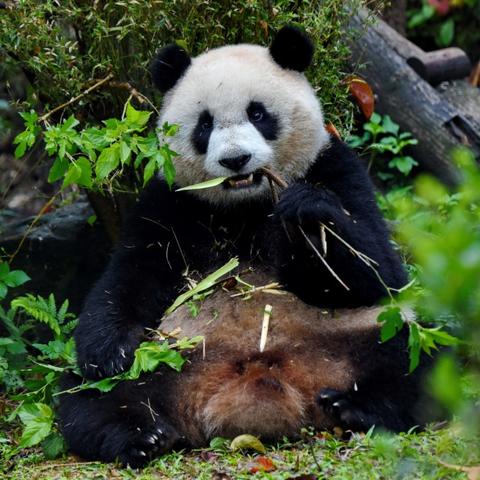 熊猫圆仔最新视察报告分享