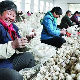莱芜蒜苔价钱走势剖析