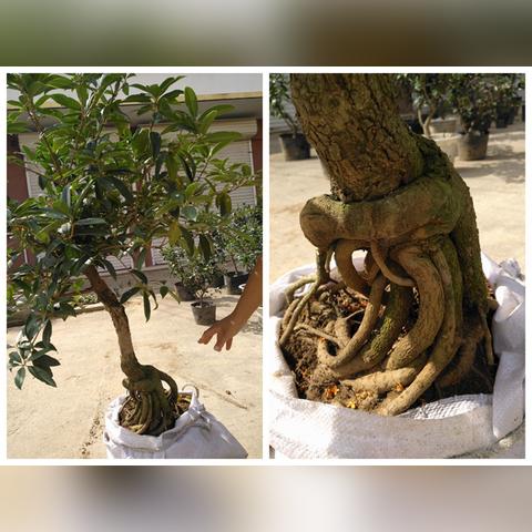 桂花鱼最新价钱走势剖析