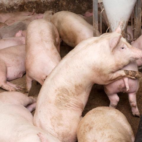 湖北牲猪价钱最新走势剖析