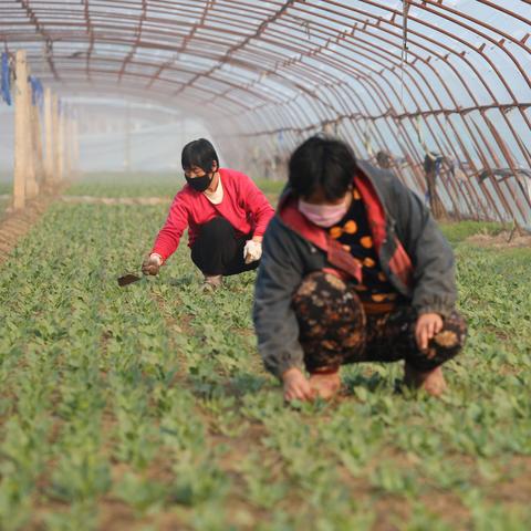 武清区高村镇最新动态资讯速递
