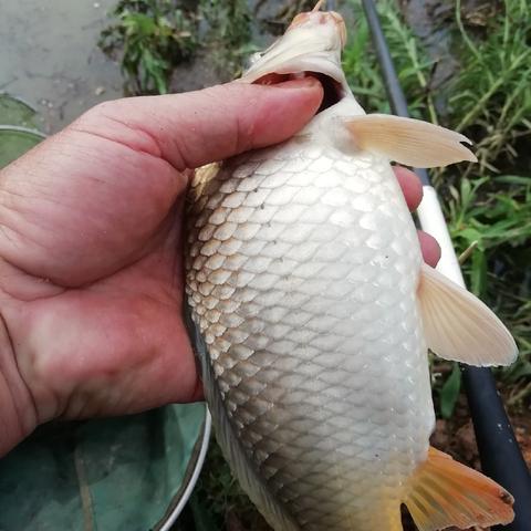 莫小鱼钓人新章揭秘，，，垂纶智慧与战略